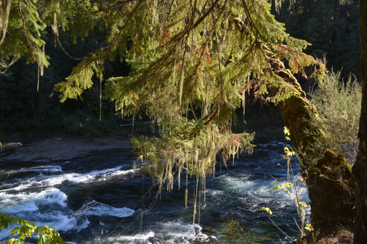 Stamp River